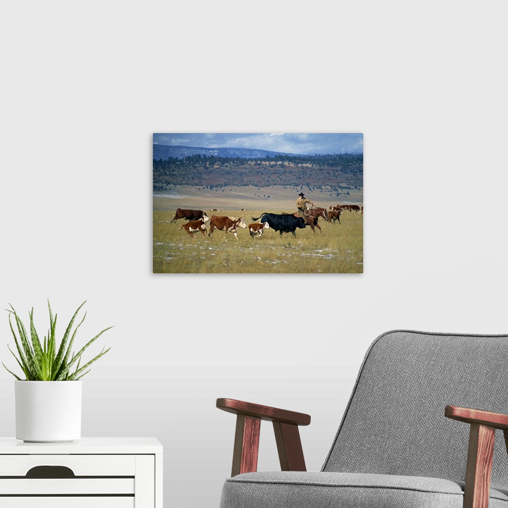 A modern room featuring Cowboy rounding up cattle, Diamond Ranch, New Mexico, USA