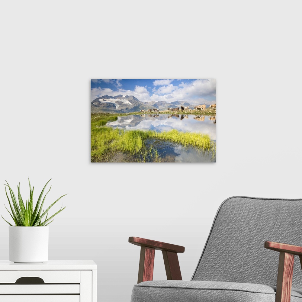 A modern room featuring Cows grazing on green pastures surrounding the alpine lake, Val Bugliet, Canton of Graubunden, En...