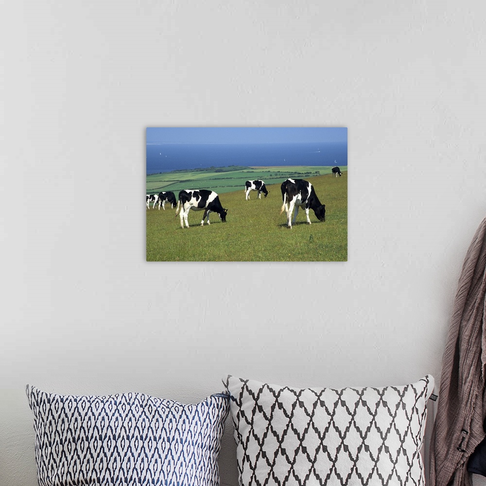 A bohemian room featuring Cows in a field, Isle of Purbeck, Dorset, England, UK