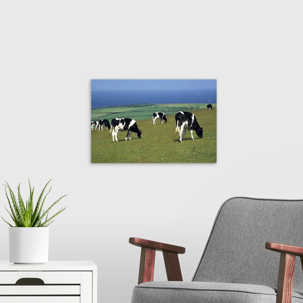 A modern room featuring Cows in a field, Isle of Purbeck, Dorset, England, UK