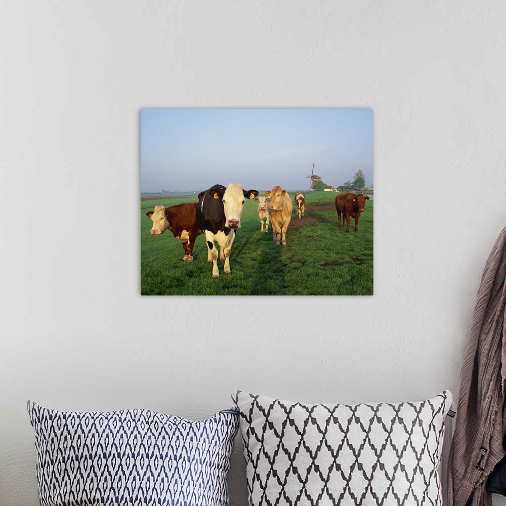 A bohemian room featuring Cows on a polder in the early morning, windmill in the background, Holland