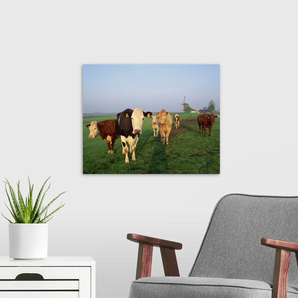 A modern room featuring Cows on a polder in the early morning, windmill in the background, Holland