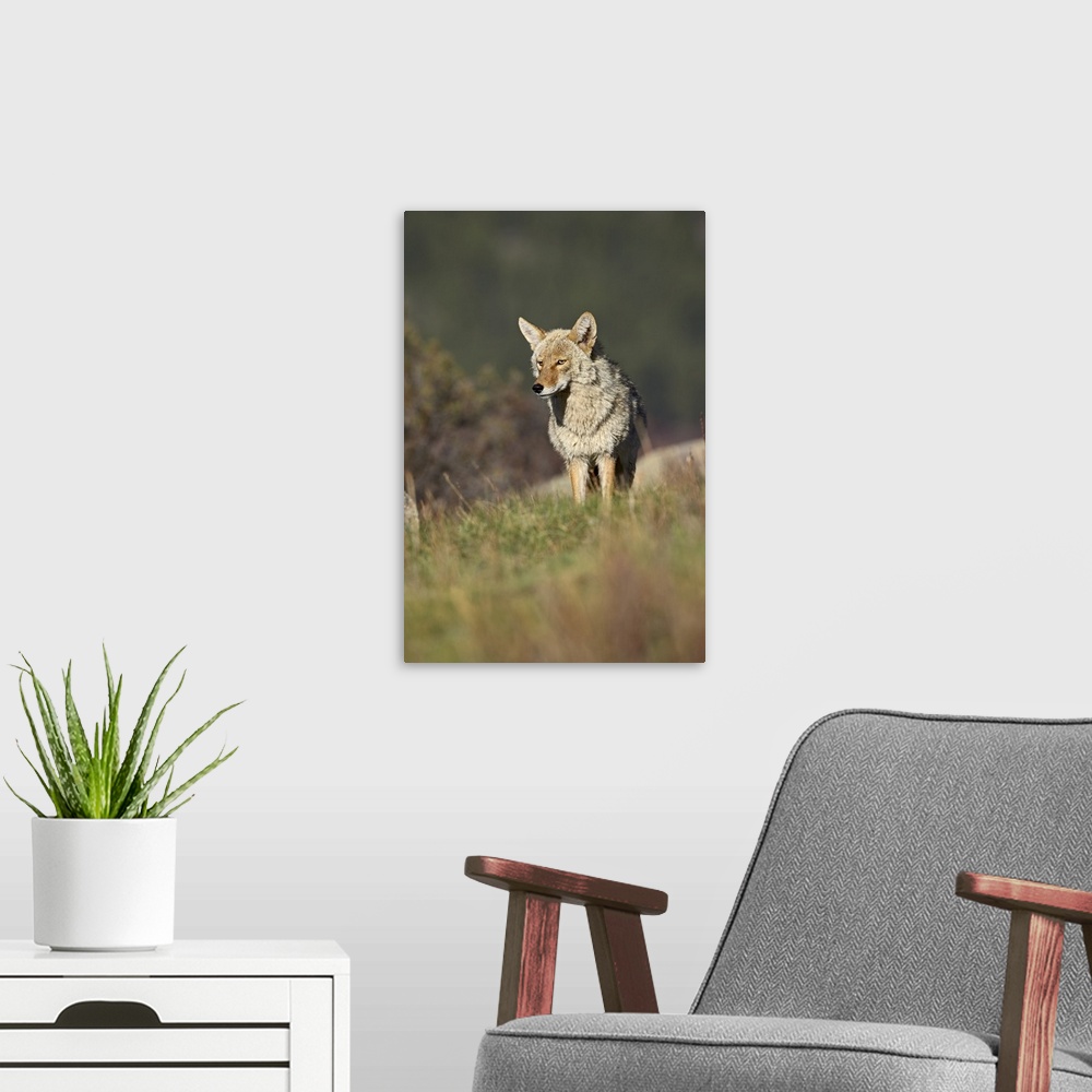 A modern room featuring Coyote, Rocky Mountain National Park, Colorado, USA