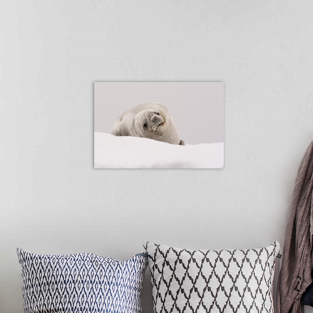 A bohemian room featuring Crabeater seal, Portal Point, Antarctica