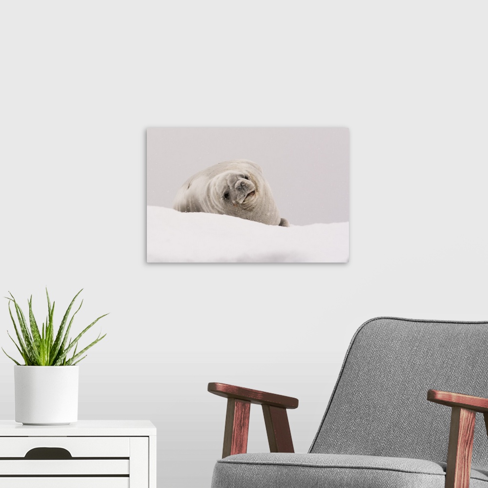 A modern room featuring Crabeater seal, Portal Point, Antarctica