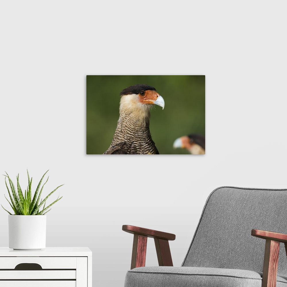 A modern room featuring Crested caracara, Pantanal, Mato Grosso, Brazil