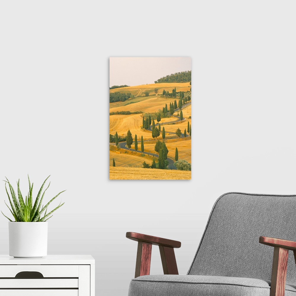 A modern room featuring Cypress trees along rural road near Pienza, Val d'Orica, Siena province, Tuscany, Italy
