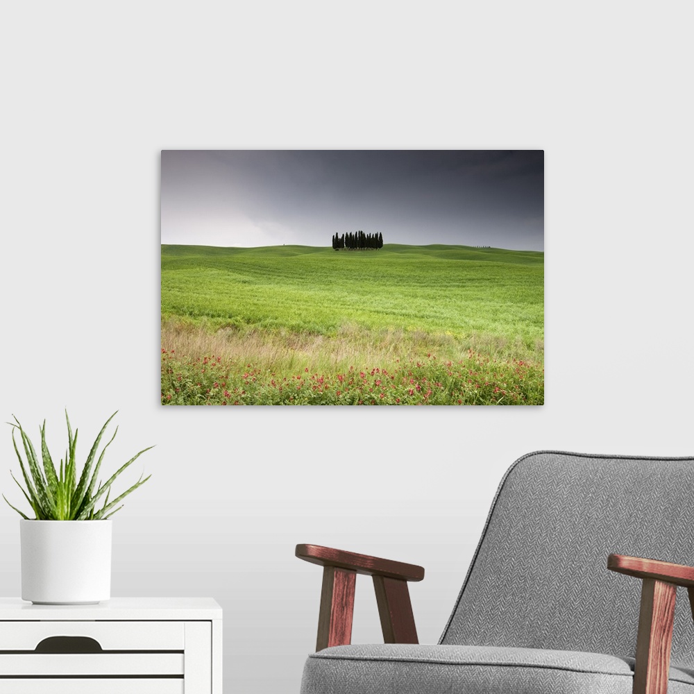 A modern room featuring Cypress trees near San Quirico d'Orcia, Val d'Orcia, Siena province, Tuscany, Italy