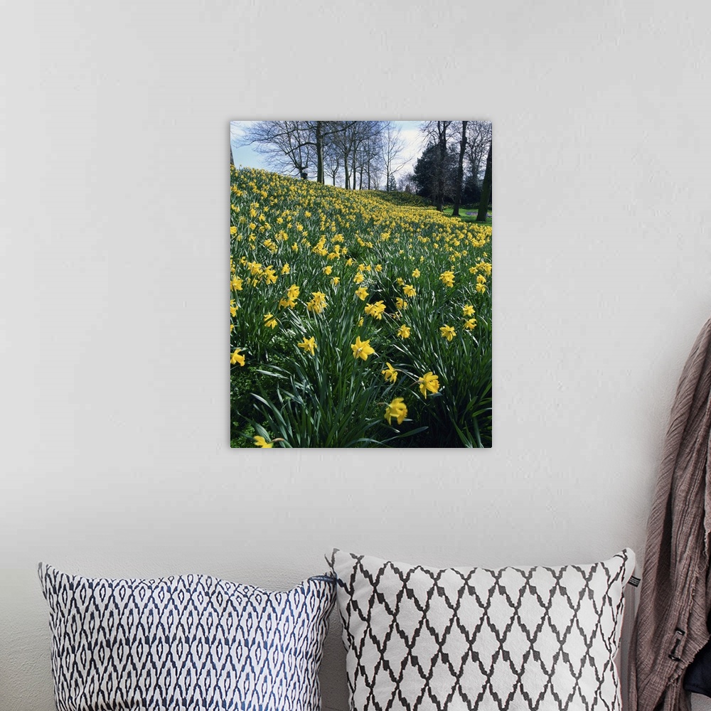 A bohemian room featuring Daffodils in spring