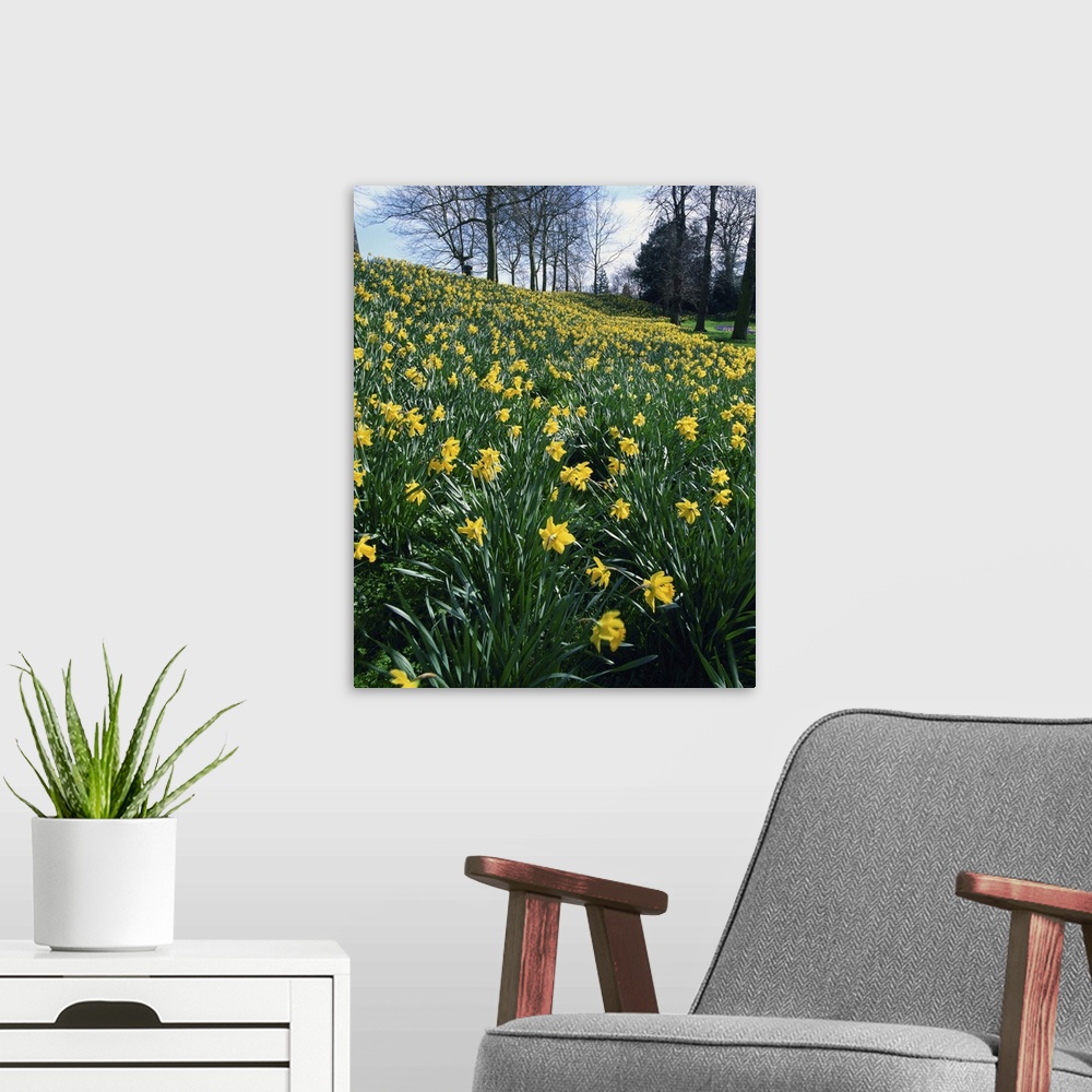 A modern room featuring Daffodils in spring