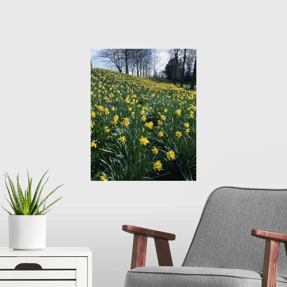 A modern room featuring Daffodils in spring