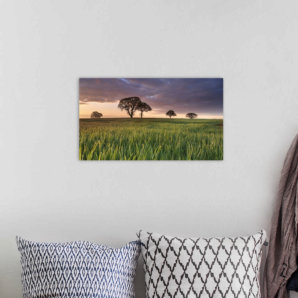 A bohemian room featuring Daybreak over oak trees in a corn field near York, England, United Kingdom, Europe