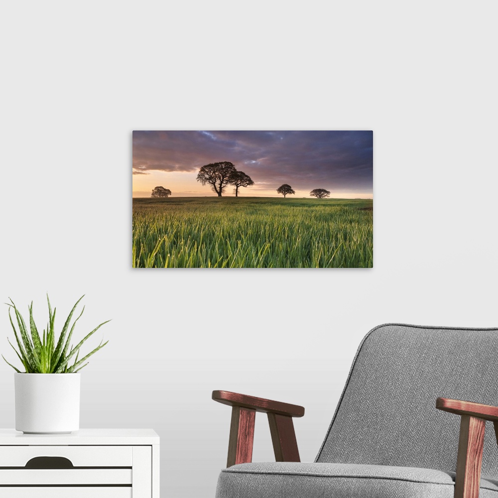 A modern room featuring Daybreak over oak trees in a corn field near York, England, United Kingdom, Europe