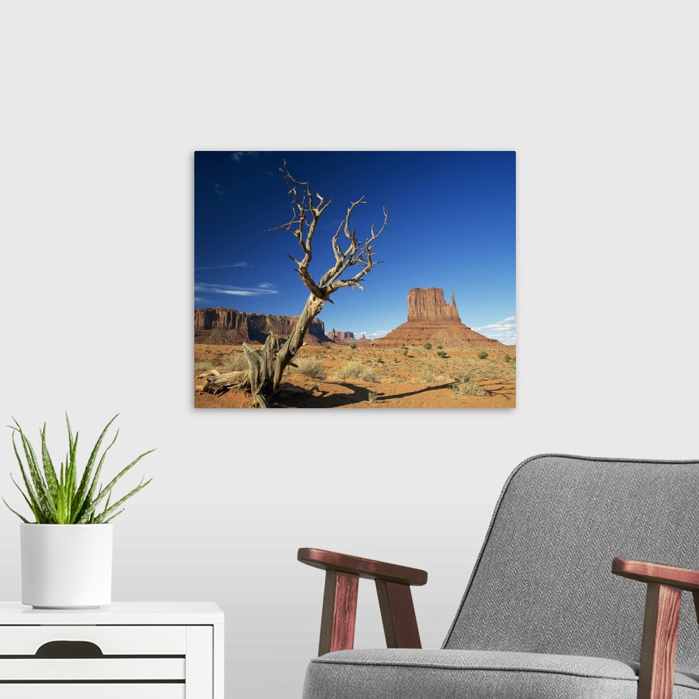 A modern room featuring Dead tree in the desert landscape with rock formations, Monument Valley, Arizona