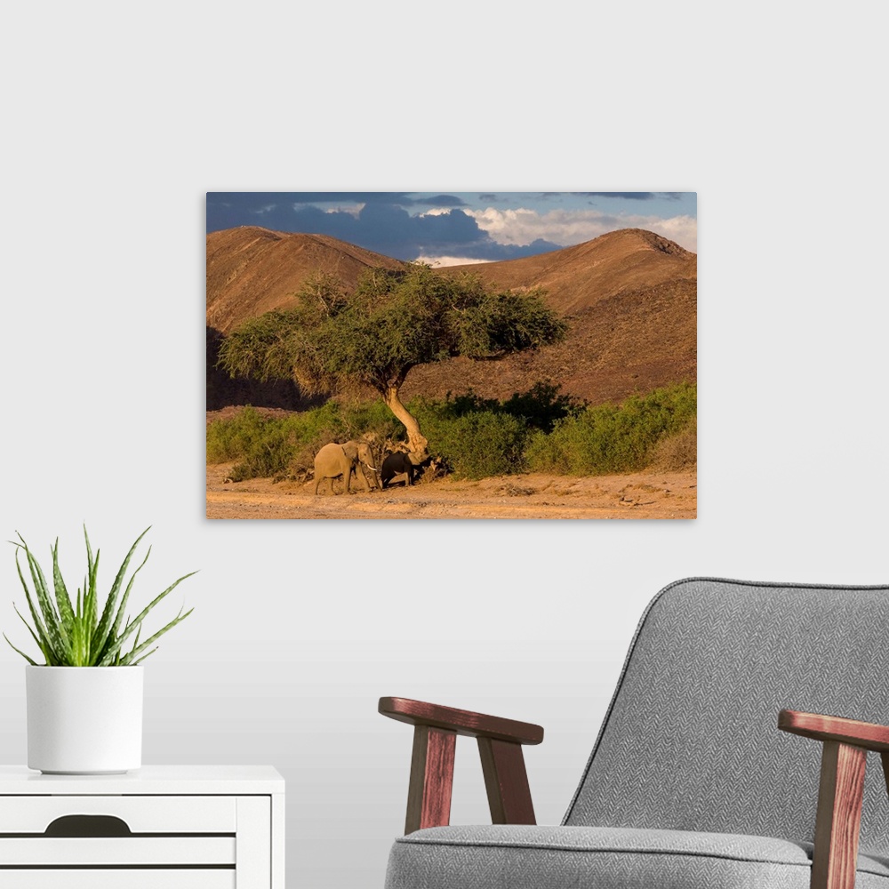 A modern room featuring Desert-dwelling elephants in dry river bed, Namibia, Africa