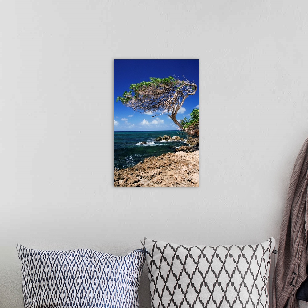 A bohemian room featuring Divi divi tree, Cudarebe Point, Aruba, West Indies, Dutch Caribbean, Central America
