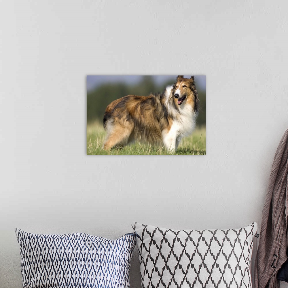 A bohemian room featuring Dog, collie, Germany