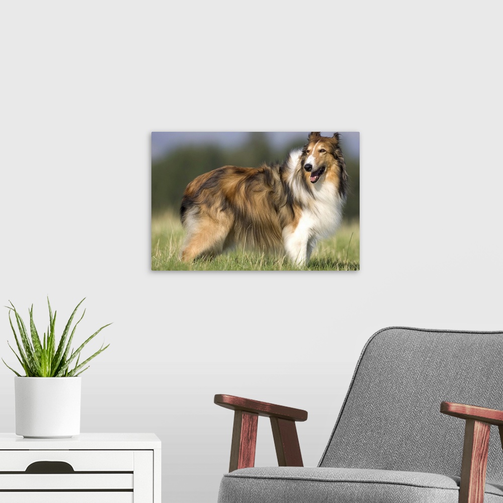 A modern room featuring Dog, collie, Germany