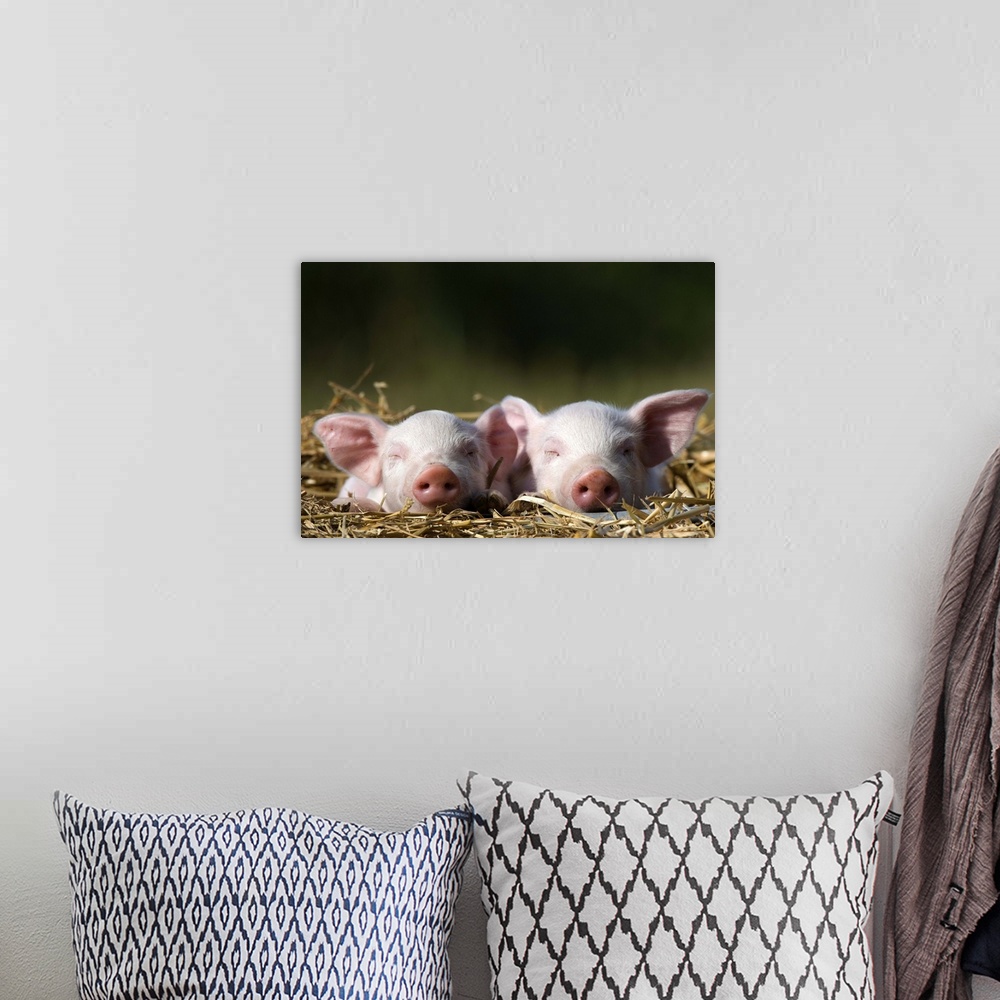 A bohemian room featuring Domestic Pig, Huellhorst, Germany