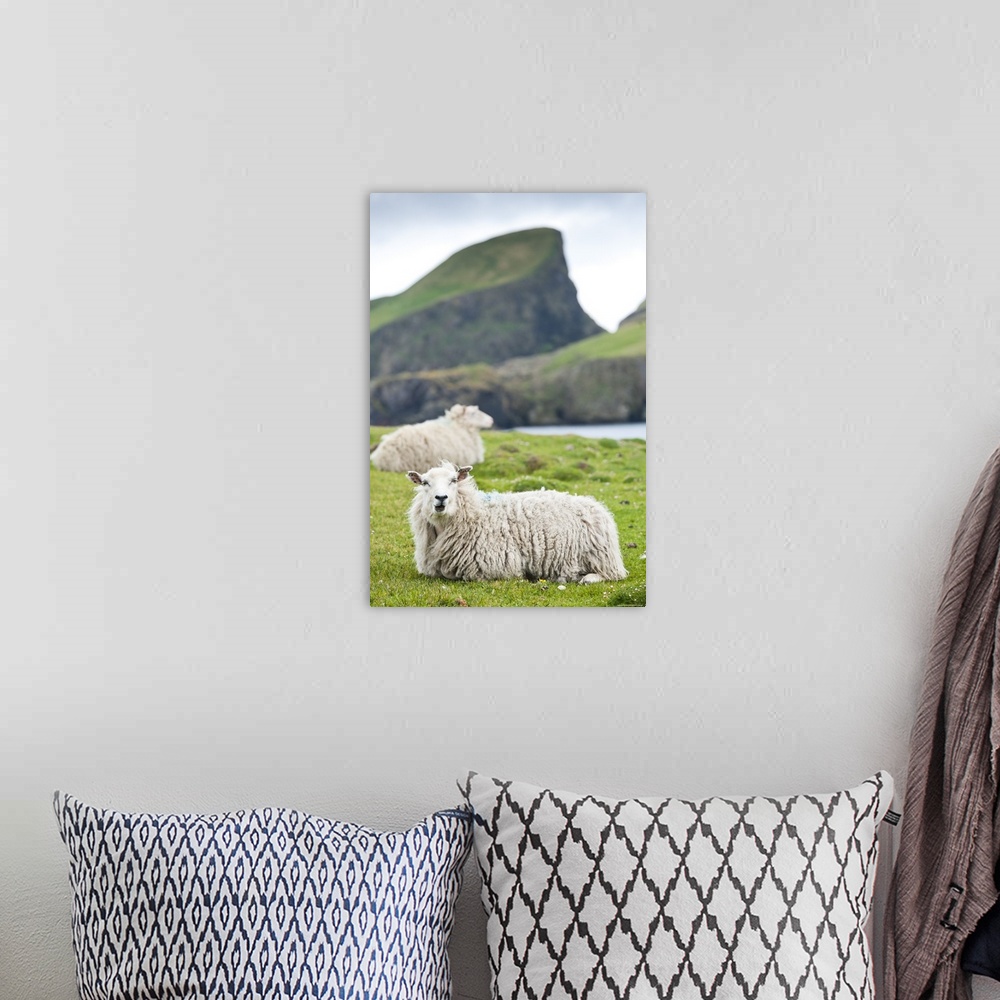 A bohemian room featuring Domestic sheep. Fair Isle, Shetland Islands, Scotland, UK