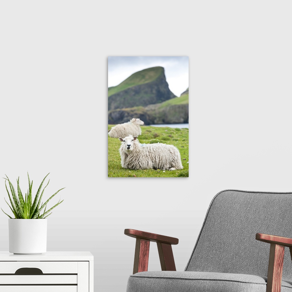 A modern room featuring Domestic sheep. Fair Isle, Shetland Islands, Scotland, UK