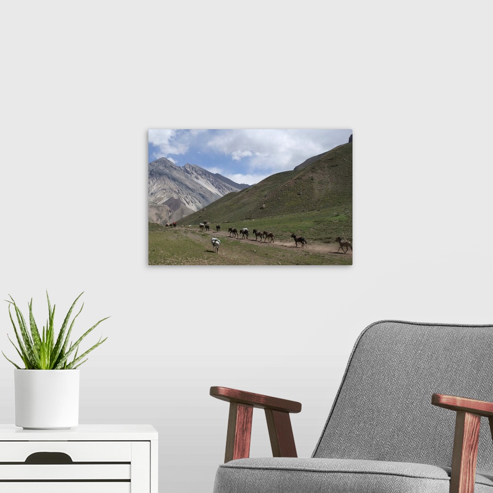 A modern room featuring Donkeys carry supplies down hill, Aconcagua National Park, Argentina, South America