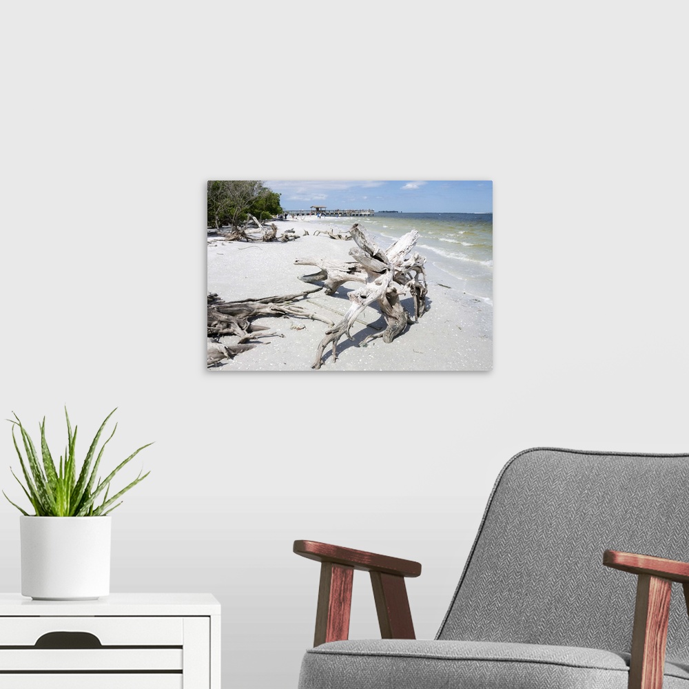 A modern room featuring Driftwood on beach with fishing pier in background, Sanibel Island, Gulf Coast, Florida