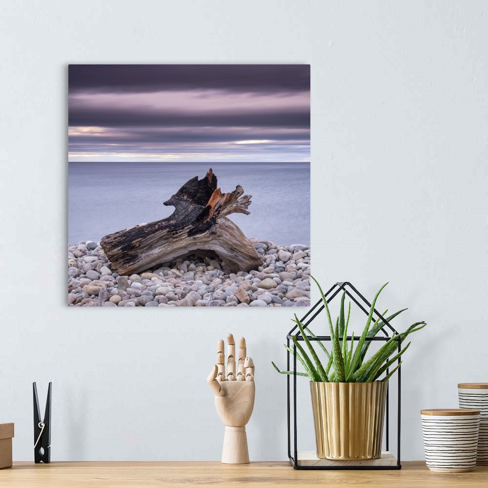 A bohemian room featuring Driftwood on Spey Beach and the Moray Firth, Moray, Scotland, United Kingdom, Europe