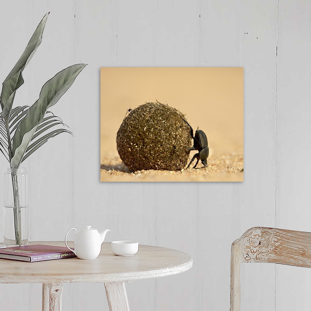 A farmhouse room featuring Dung beetle rolling a dung ball, Kruger National Park, South Africa, Africa