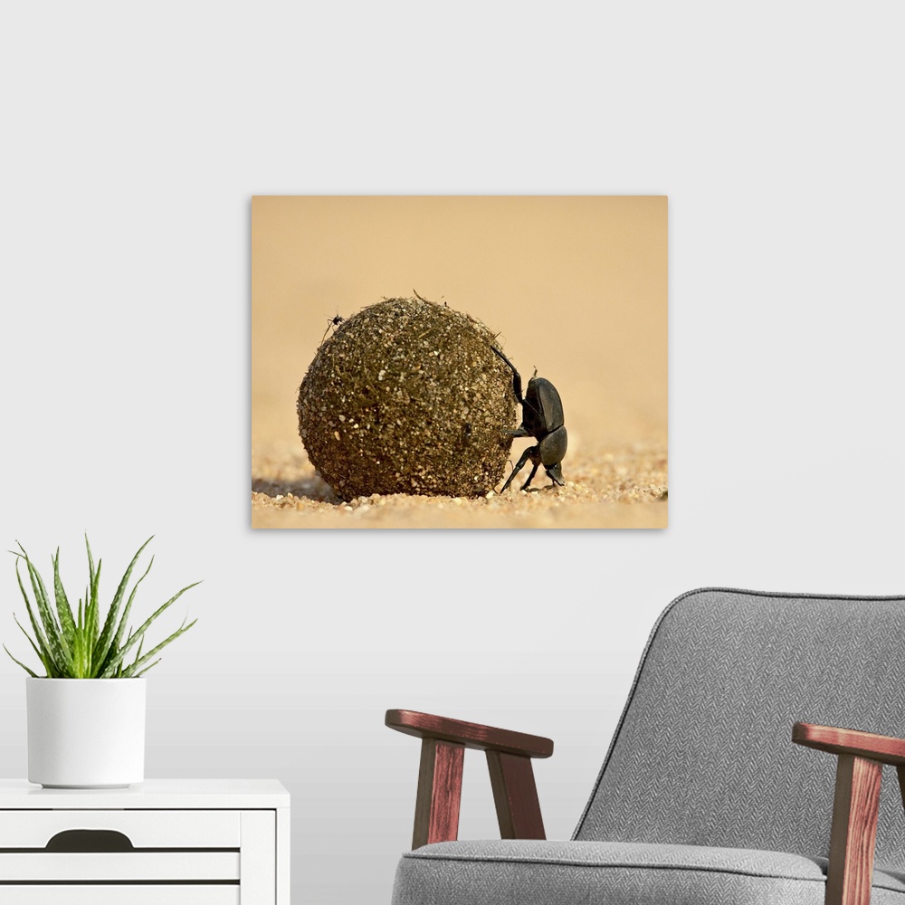 A modern room featuring Dung beetle rolling a dung ball, Kruger National Park, South Africa, Africa