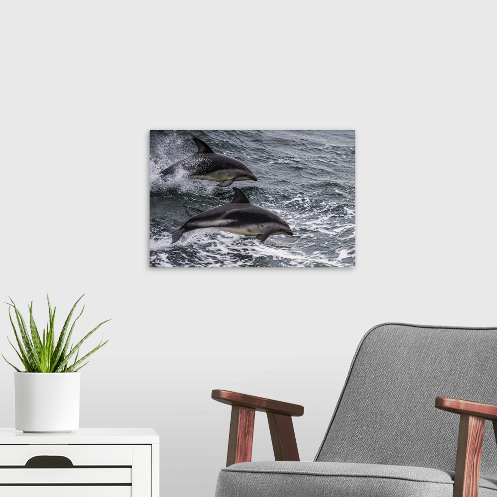 A modern room featuring Dusky dolphin (Lagenorhynchus obscurus) jumping, Beagle Channel, Tierra del Fuego, Argentina, Sou...