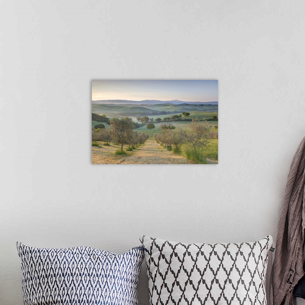 A bohemian room featuring Early morning view across Val d'Orcia from field of olive trees, San Quirico d'Orcia, near Pienza...