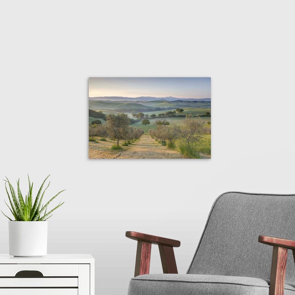 A modern room featuring Early morning view across Val d'Orcia from field of olive trees, San Quirico d'Orcia, near Pienza...