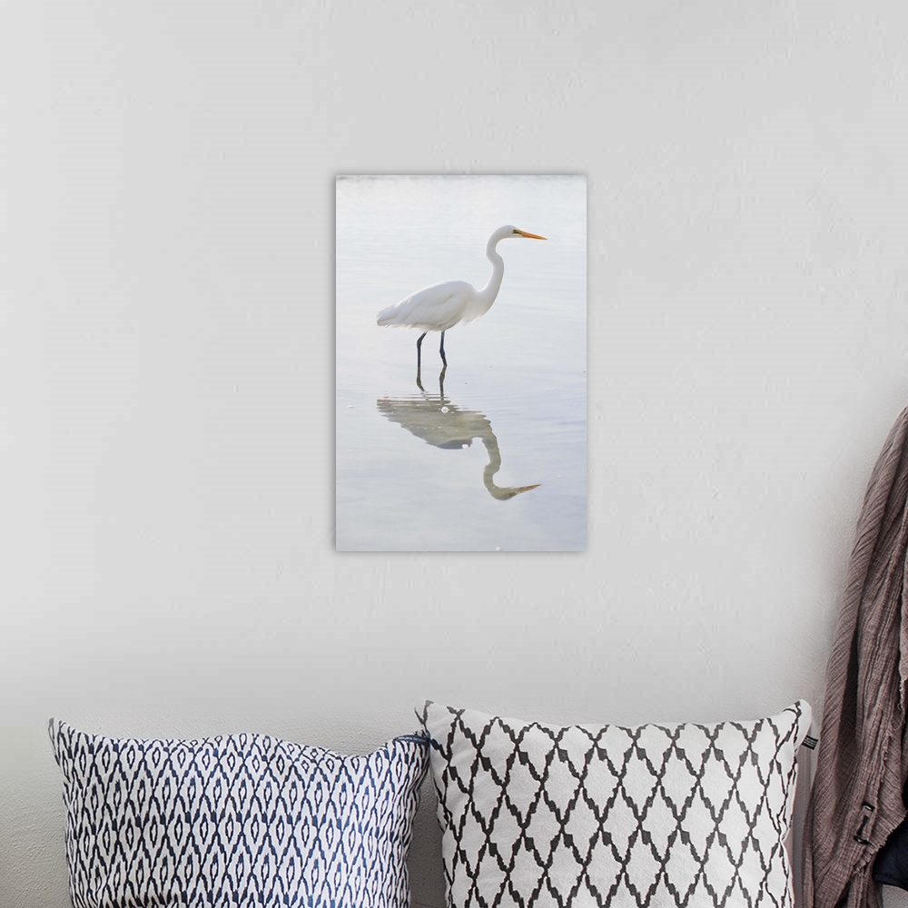A bohemian room featuring Eastern great egret, South Island, New Zealand