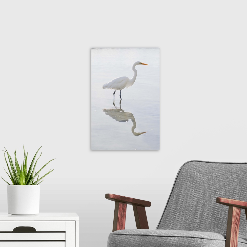 A modern room featuring Eastern great egret, South Island, New Zealand