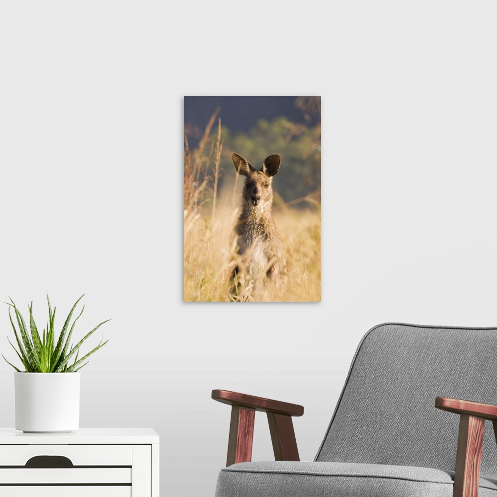 A modern room featuring Eastern grey kangaroo, Geehi, Kosciuszko National Park, Australia