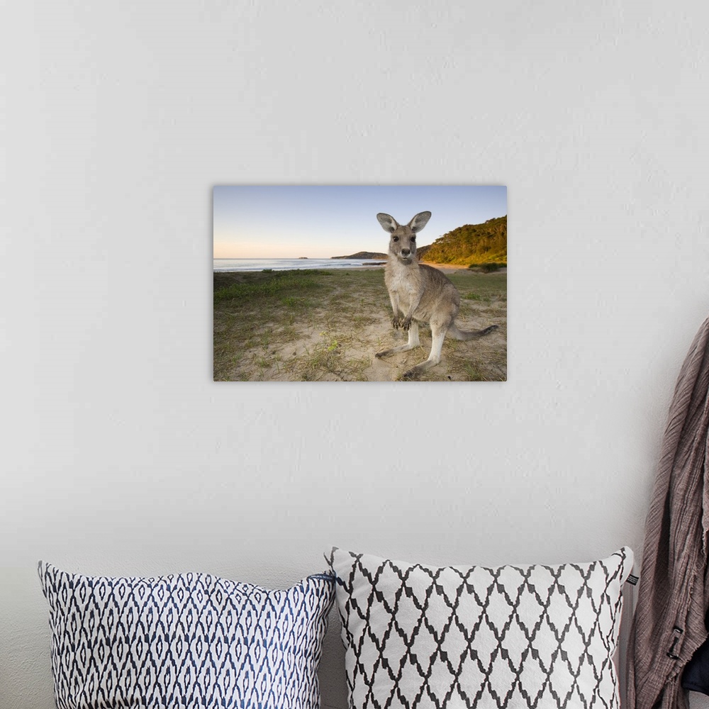 A bohemian room featuring Eastern Grey Kangaroo, Pebbly Beach, Marramarang N.P., New South Wales, Australia