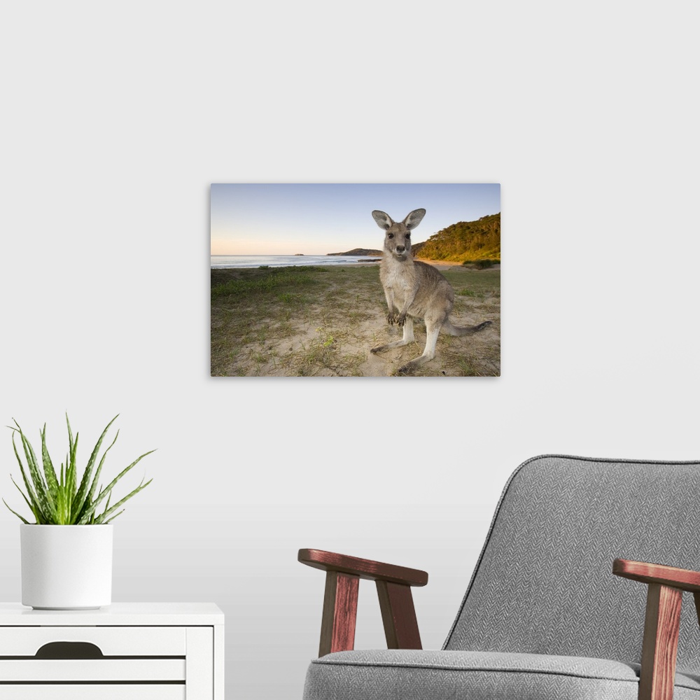 A modern room featuring Eastern Grey Kangaroo, Pebbly Beach, Marramarang N.P., New South Wales, Australia