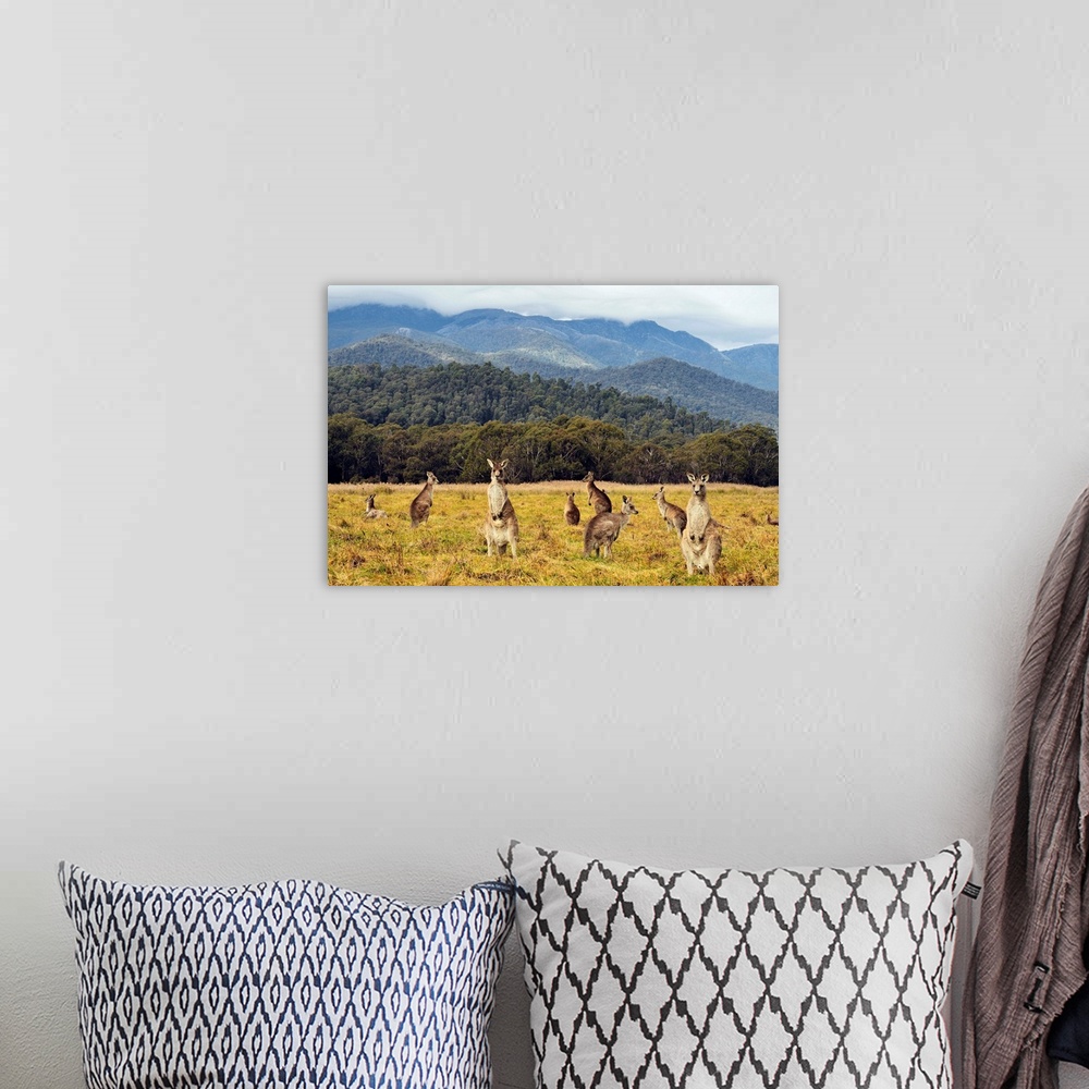 A bohemian room featuring Eastern grey kangaroos, Geehi, Kosciuszko National Park, New South Wales, Australia
