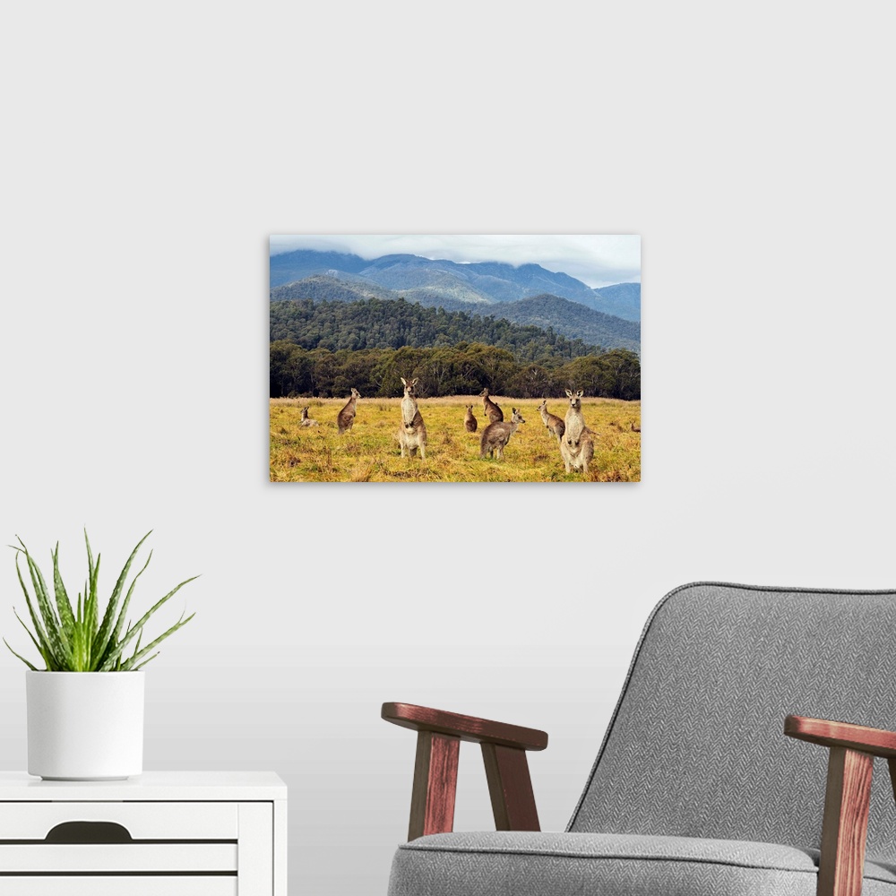 A modern room featuring Eastern grey kangaroos, Geehi, Kosciuszko National Park, New South Wales, Australia