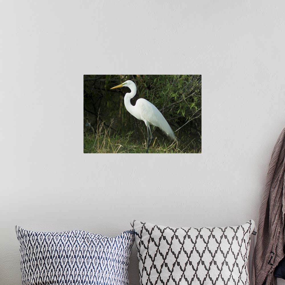A bohemian room featuring Egret, Everglades National Park, Florida