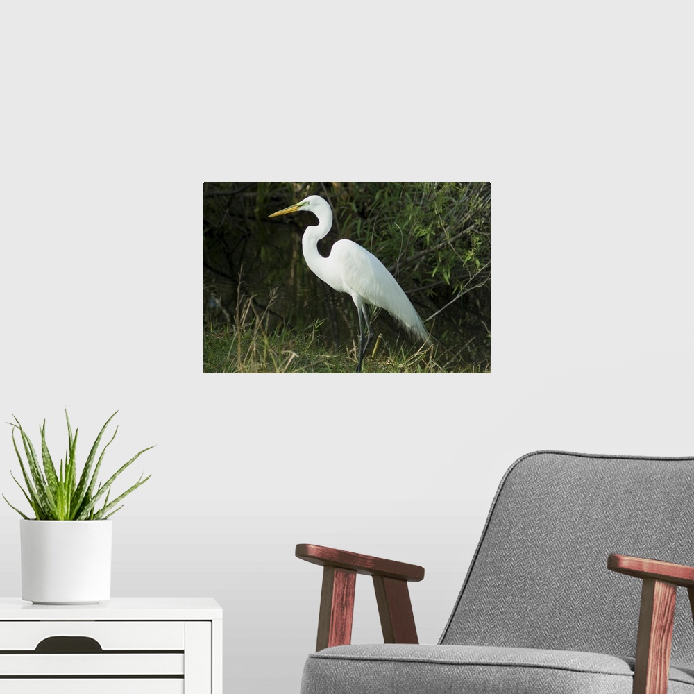 A modern room featuring Egret, Everglades National Park, Florida
