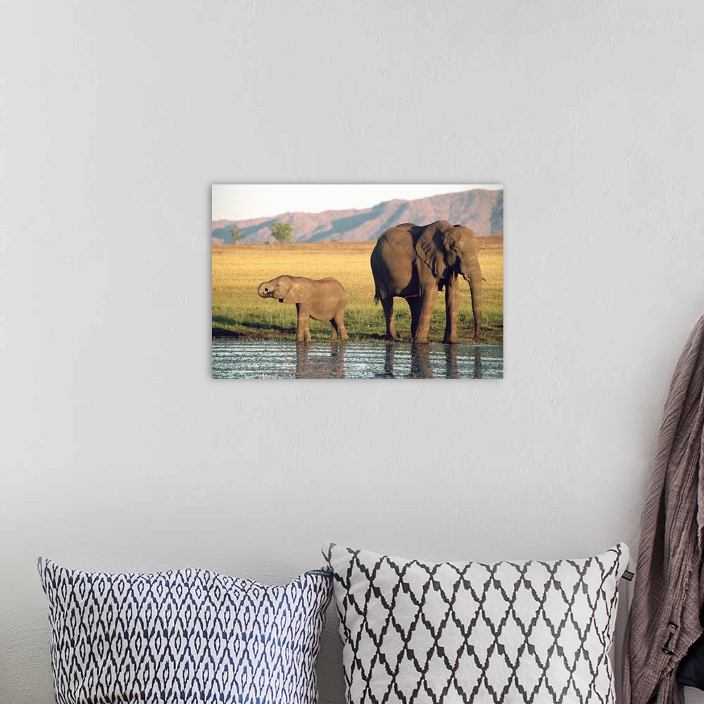 A bohemian room featuring Elephant and calf, Fothergill Island, Lake Kariba, Zimbabwe, Africa