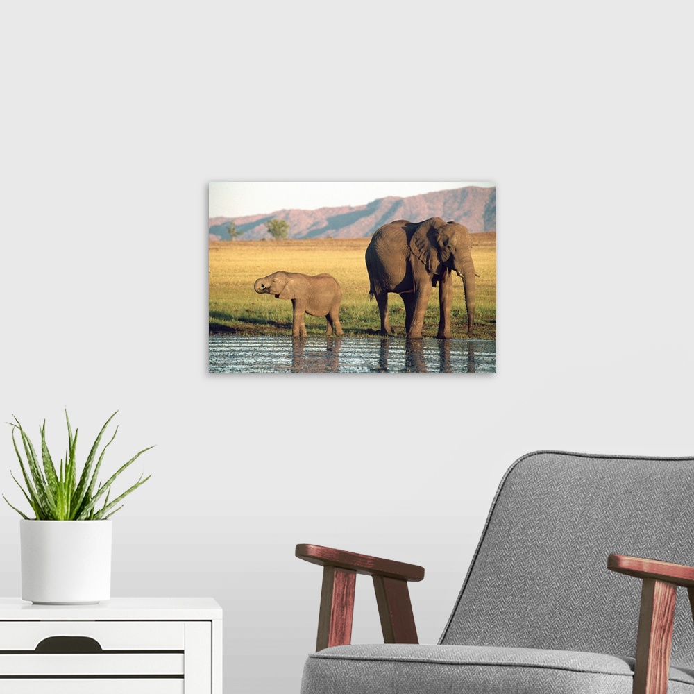 A modern room featuring Elephant and calf, Fothergill Island, Lake Kariba, Zimbabwe, Africa