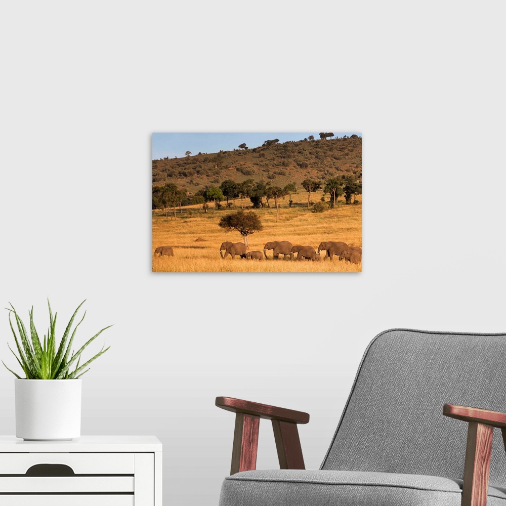 A modern room featuring Elephant herd, Masai Mara National Reserve, Kenya, East Africa, Africa