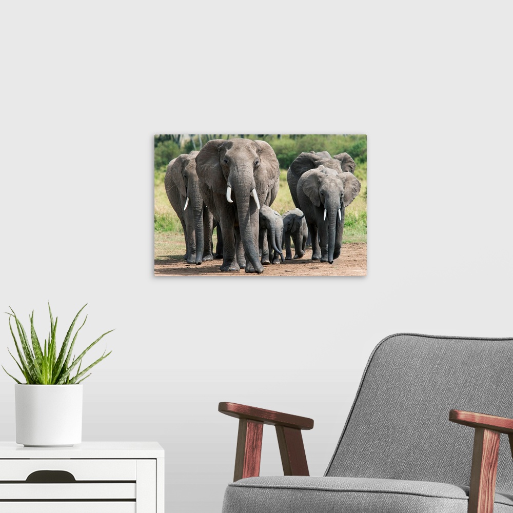 A modern room featuring Elephant herd walking to the river to drink, Masai Mara National Reserve, Kenya, Africa
