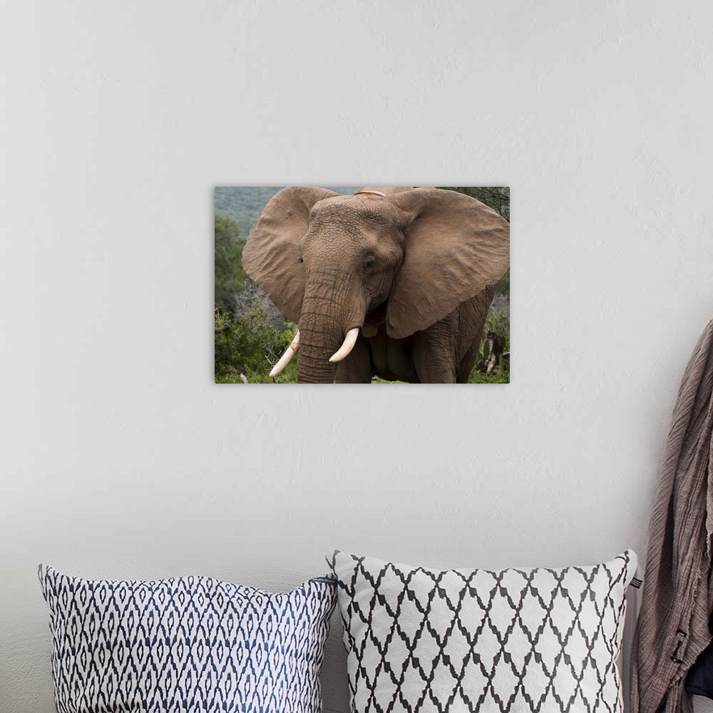 A bohemian room featuring Elephant, Kariega Game Reserve, South Africa