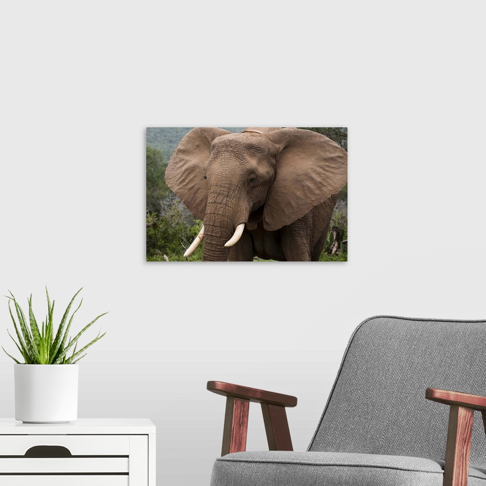 A modern room featuring Elephant, Kariega Game Reserve, South Africa