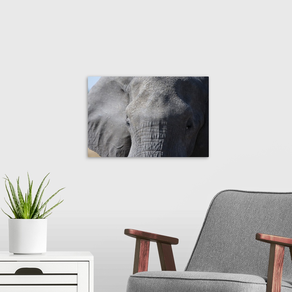 A modern room featuring Elephant (Loxodonta africana), Khwai Concession, Okavango Delta, Botswana, Africa