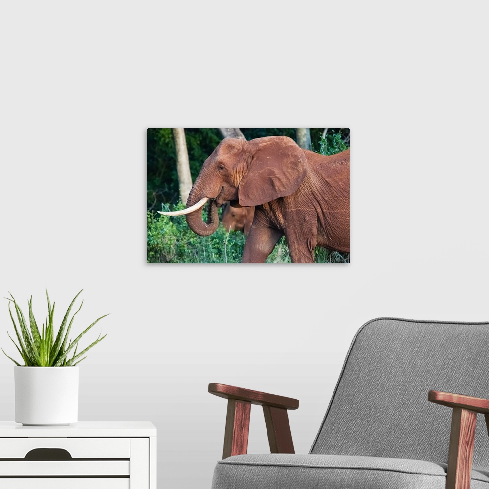 A modern room featuring Elephant (Loxodonta africana), Tsavo East National Park, Kenya, East Africa, Africa